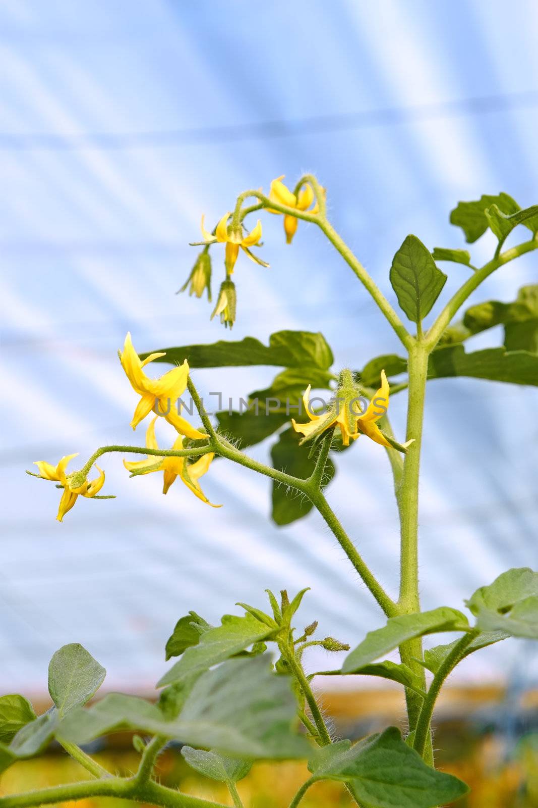 Flowering tomato plant in greenhouses  by qiiip