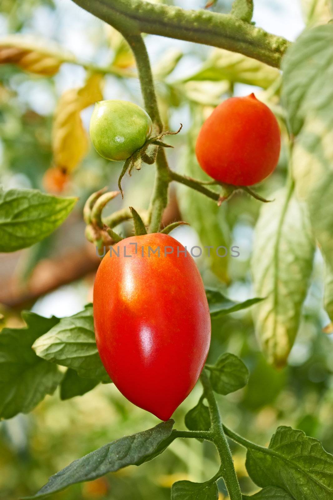 Red oblong tomatoes hanging in greenhouse in autumn