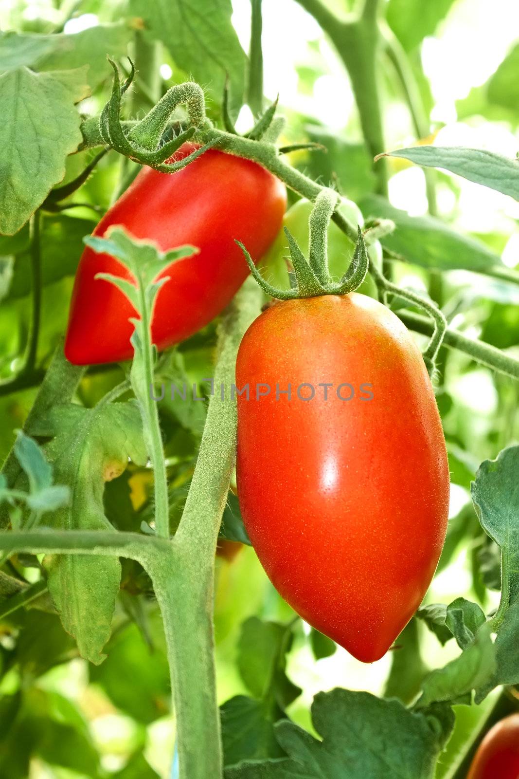 Red oblong tomatoes hanging in film greenhouse in autumn