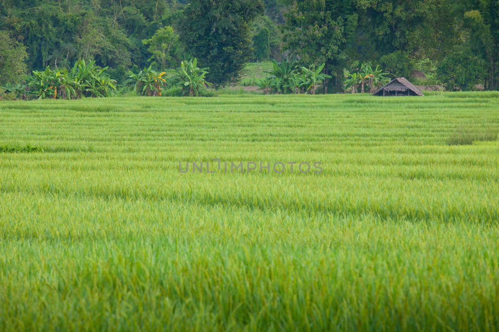 Village with green field in Pai Maehongson ,Thailand