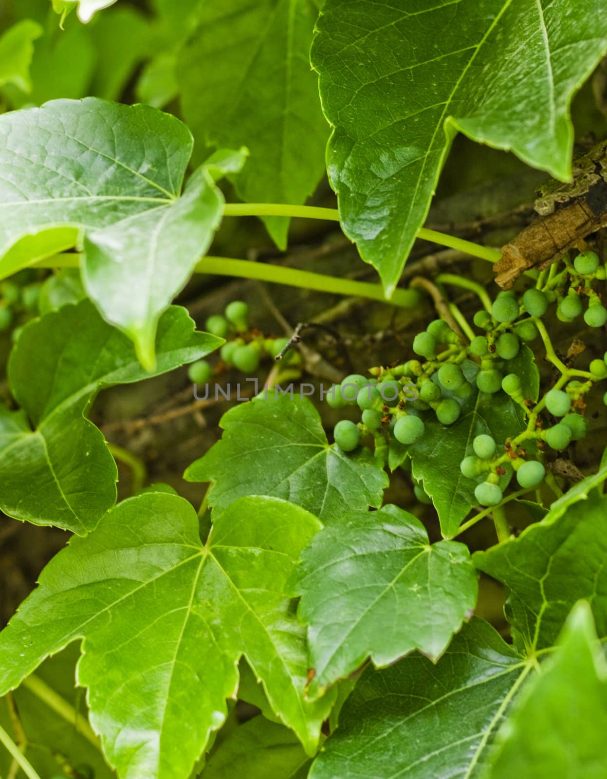 Close up of decorative grape by Kristina_Usoltseva