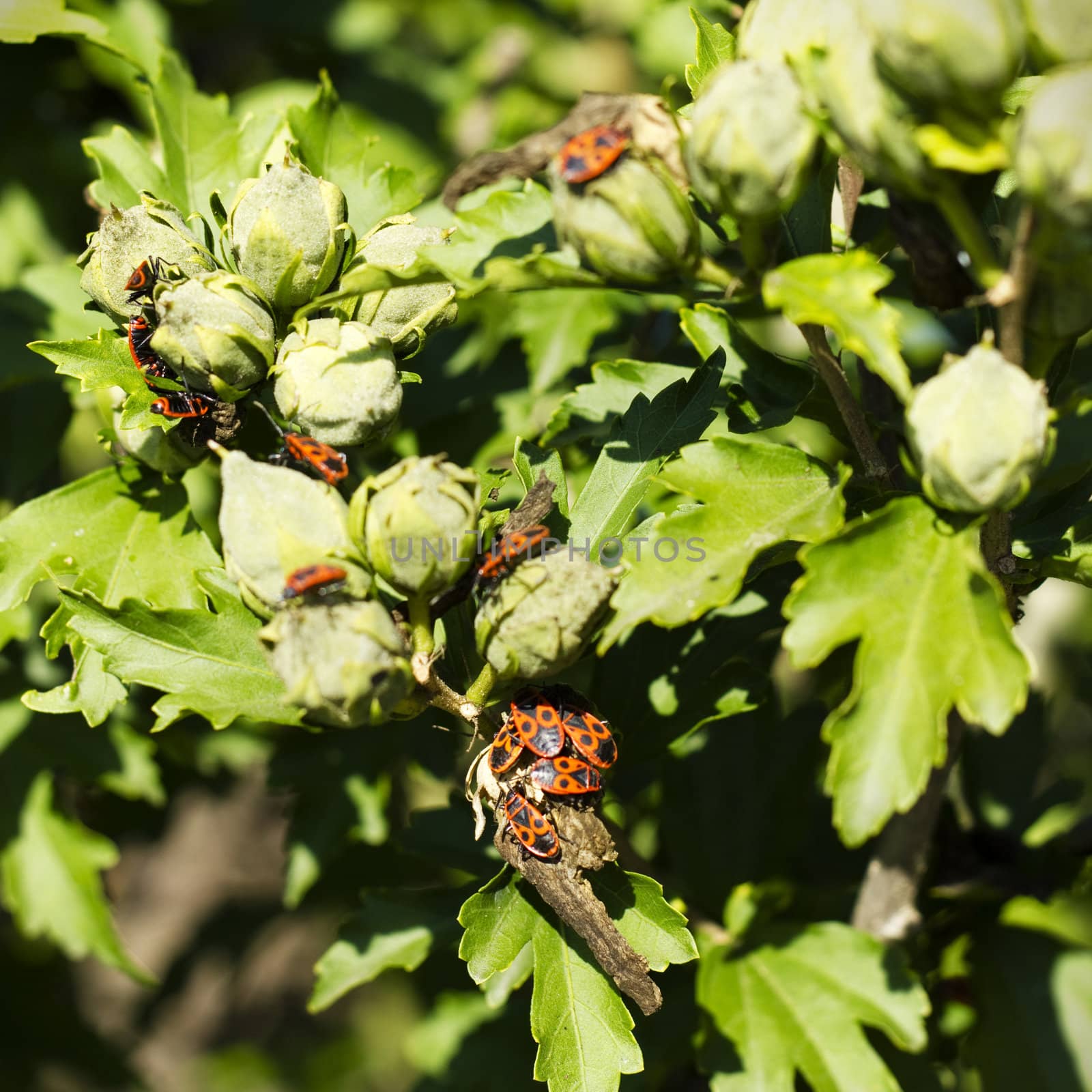 Close up of a green foliage and orannge bugs by Kristina_Usoltseva