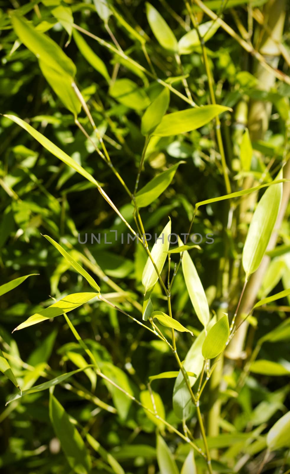 Close up of bamboo stems and it's green leaves