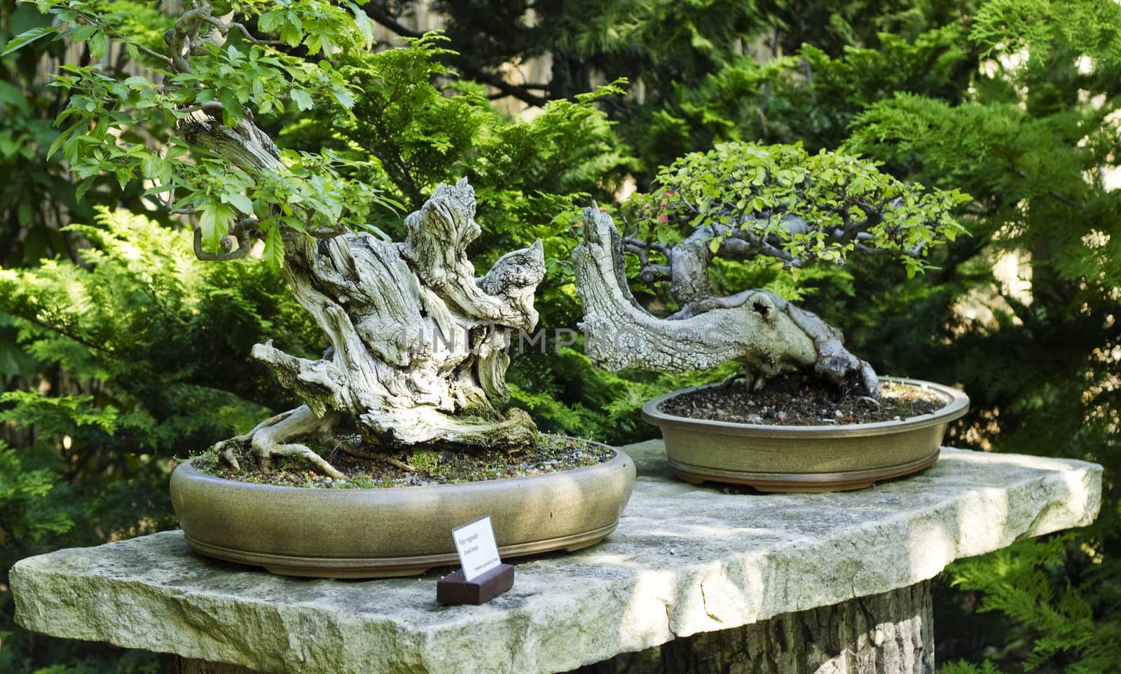 Close up of two bonsai trees on a nature background