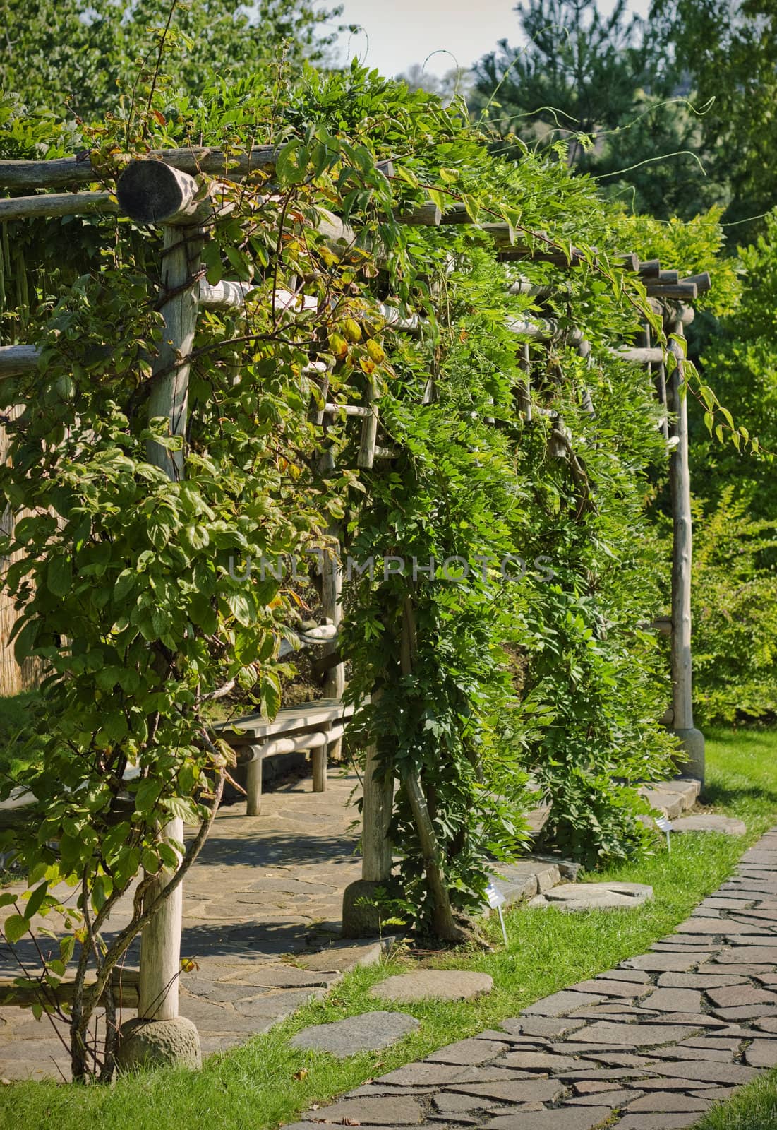 Ivied arbor in a summer garden