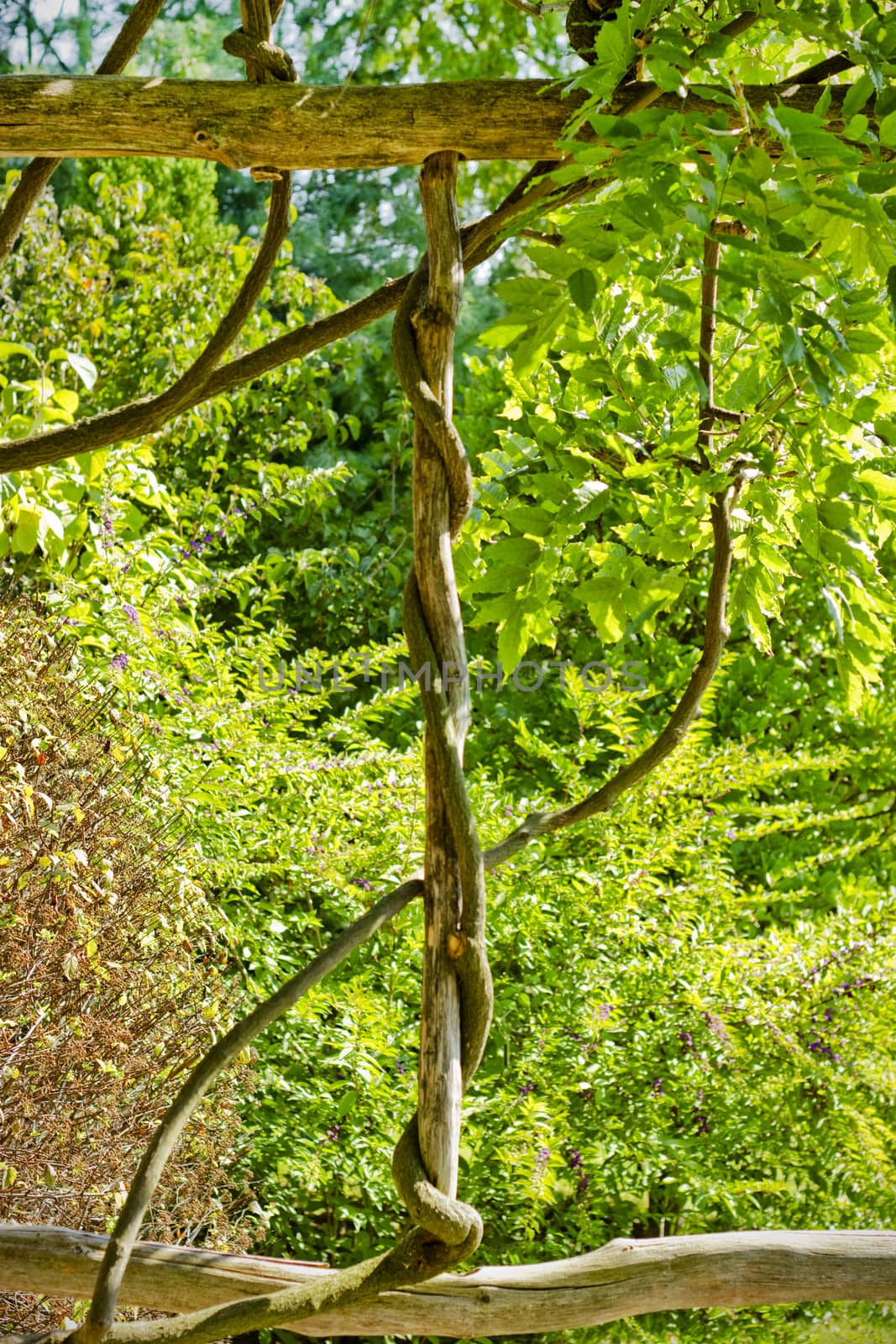 Part of an ivied arbor in a summer garden