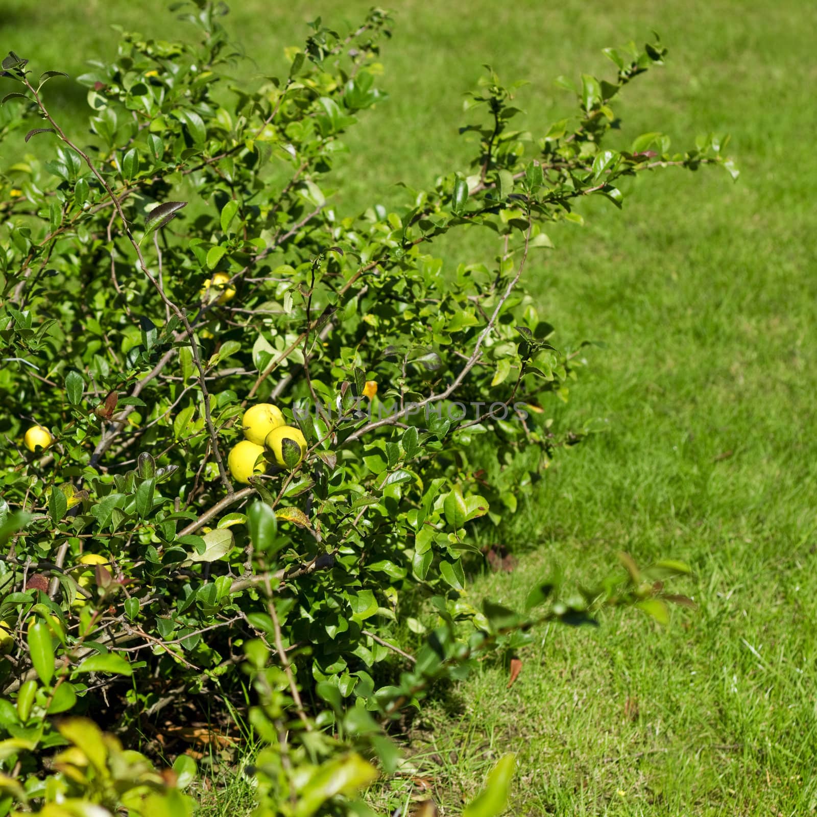 Bush in a summer garden