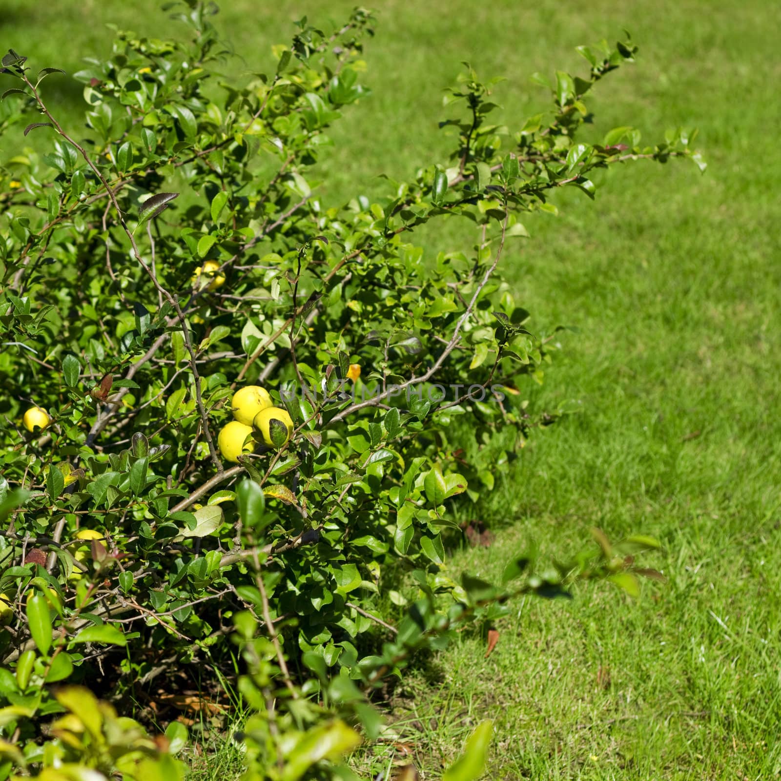 Bush in a garden by Kristina_Usoltseva