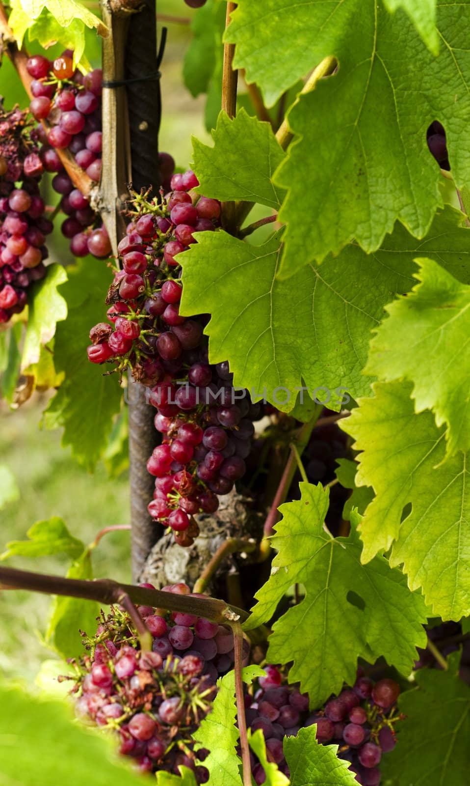 Close up of grapes on a nature background