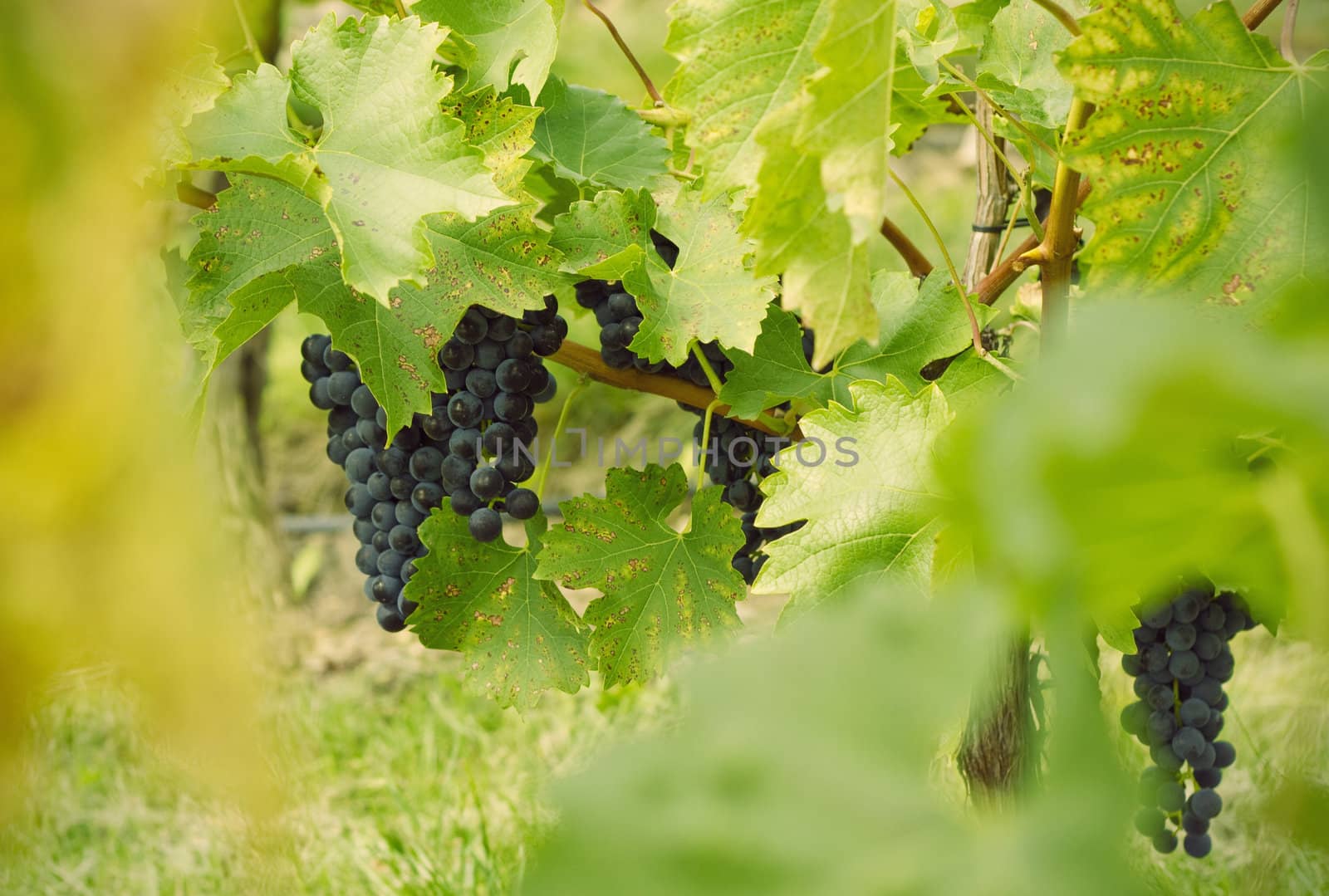 Close up of grapes on a nature background