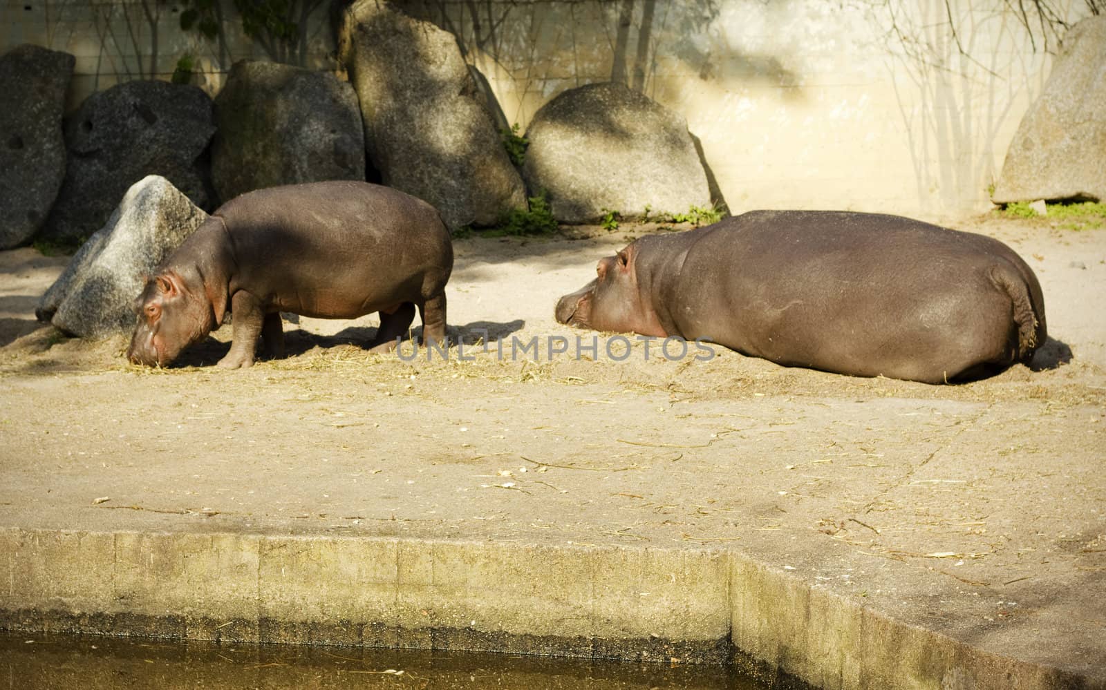Hippopotamus family in a zoo