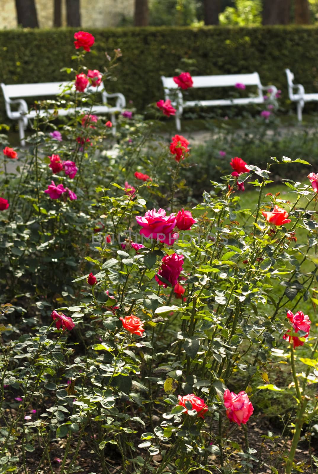 Close up of roses on a nature background