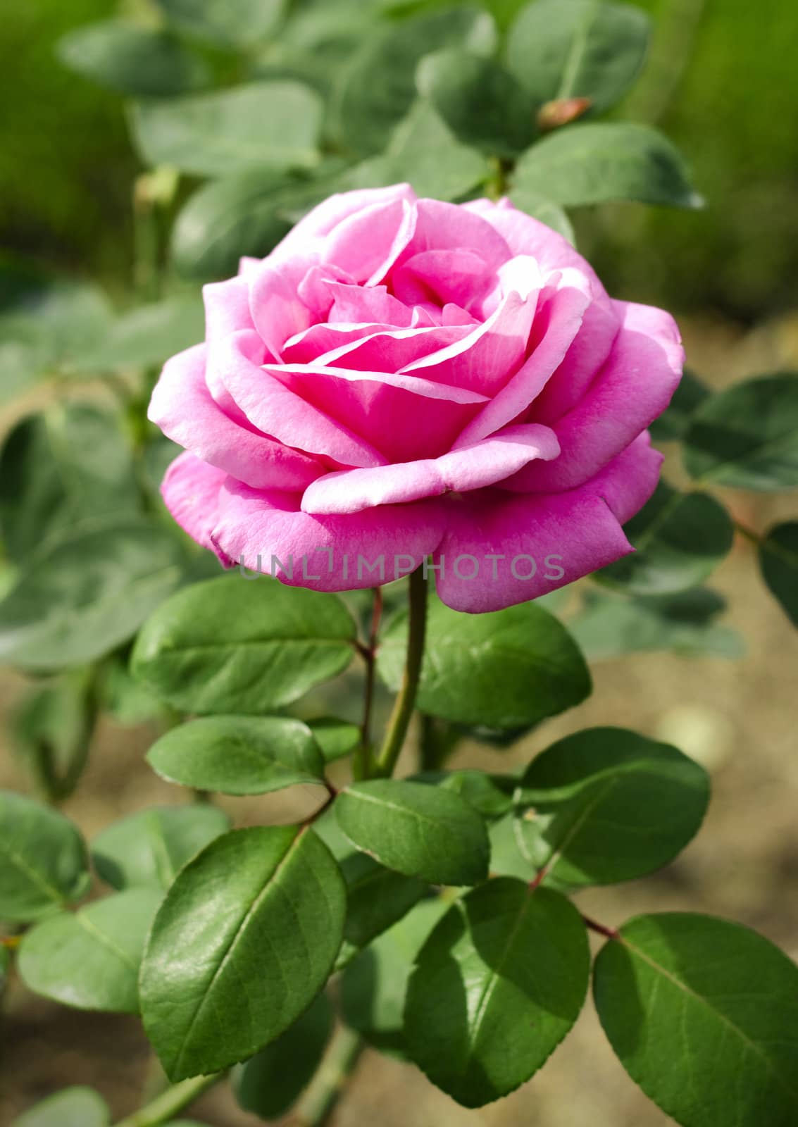 Close up of a rose on a background of green leaves