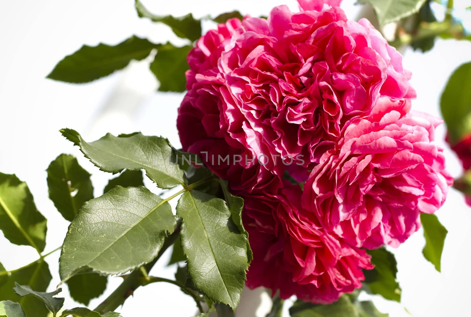 Close up of garden roses on a nature background