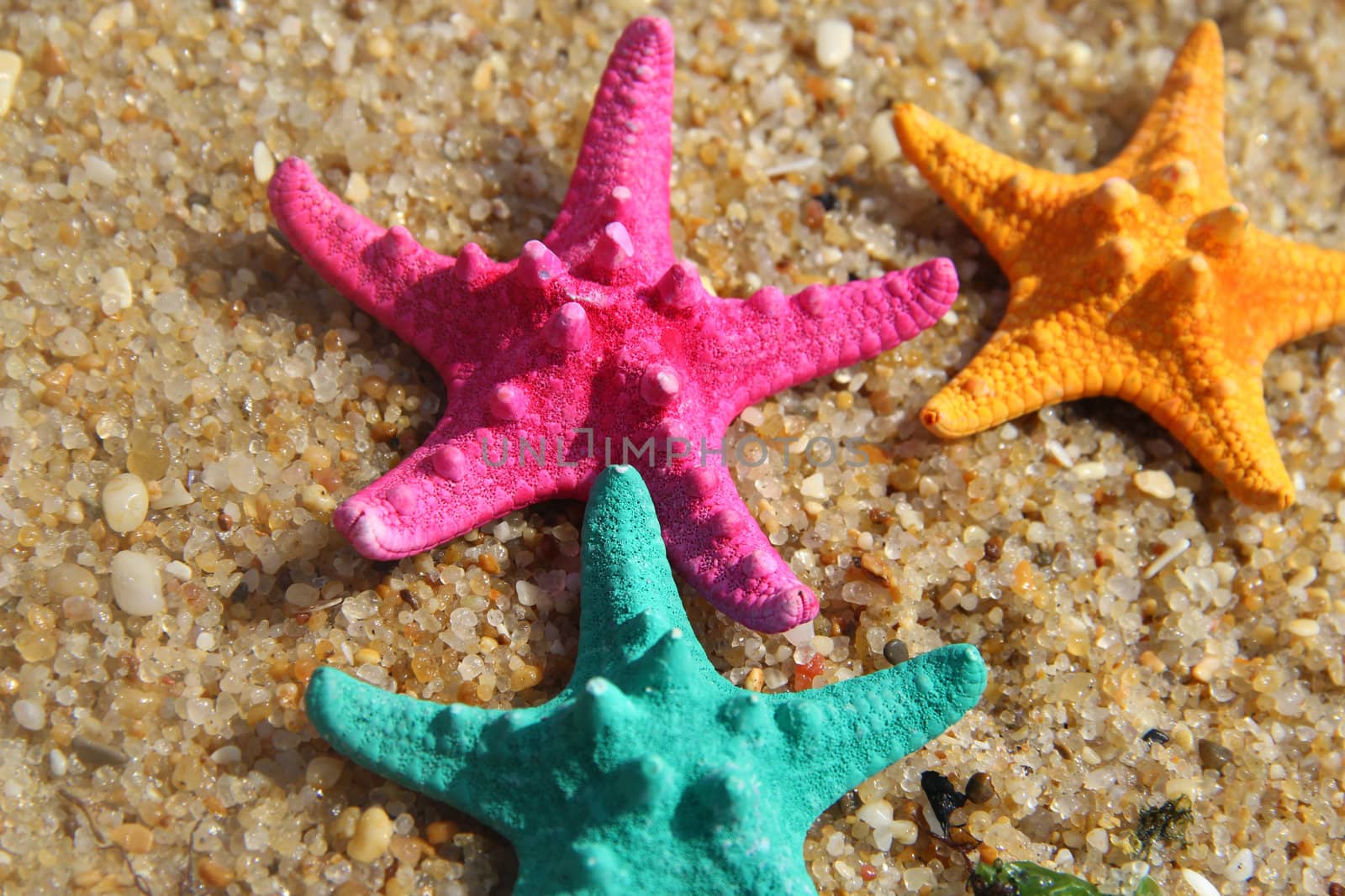 Funny starfishes on the beach 