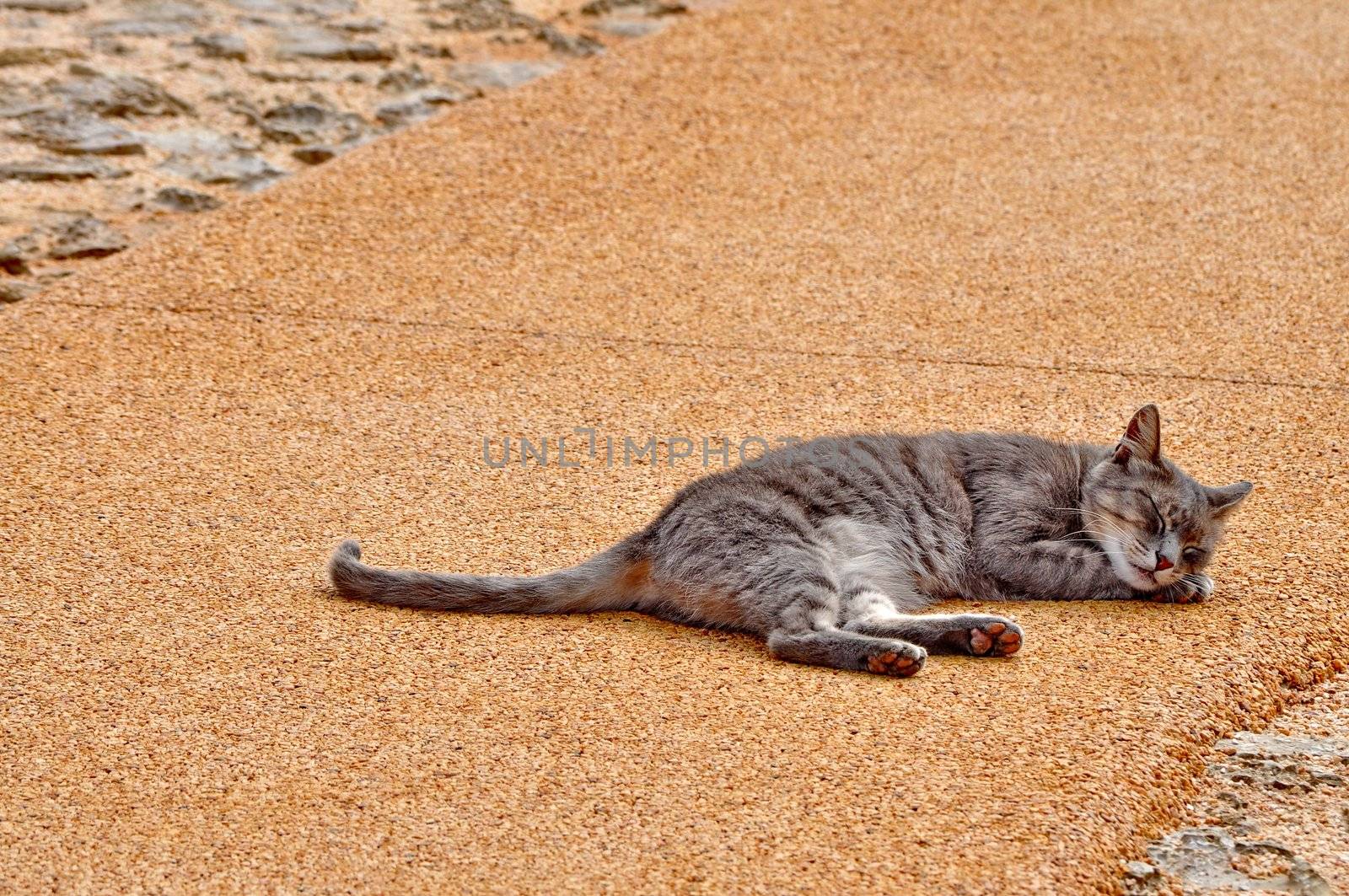 Grey cat sleeping on the pavement by anderm