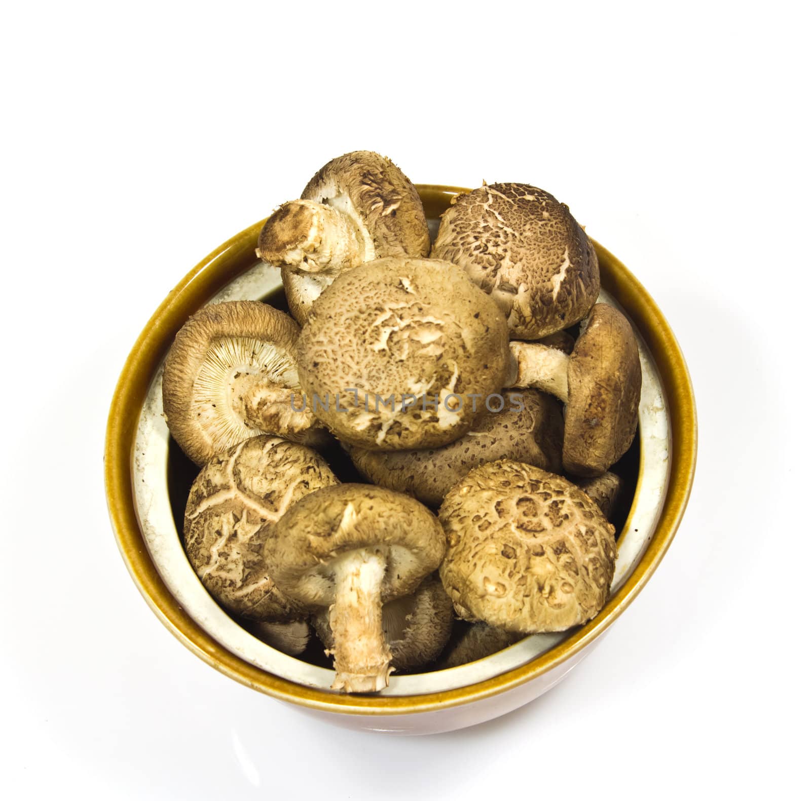 Top view shiitake mushroom in the cup on the White background
