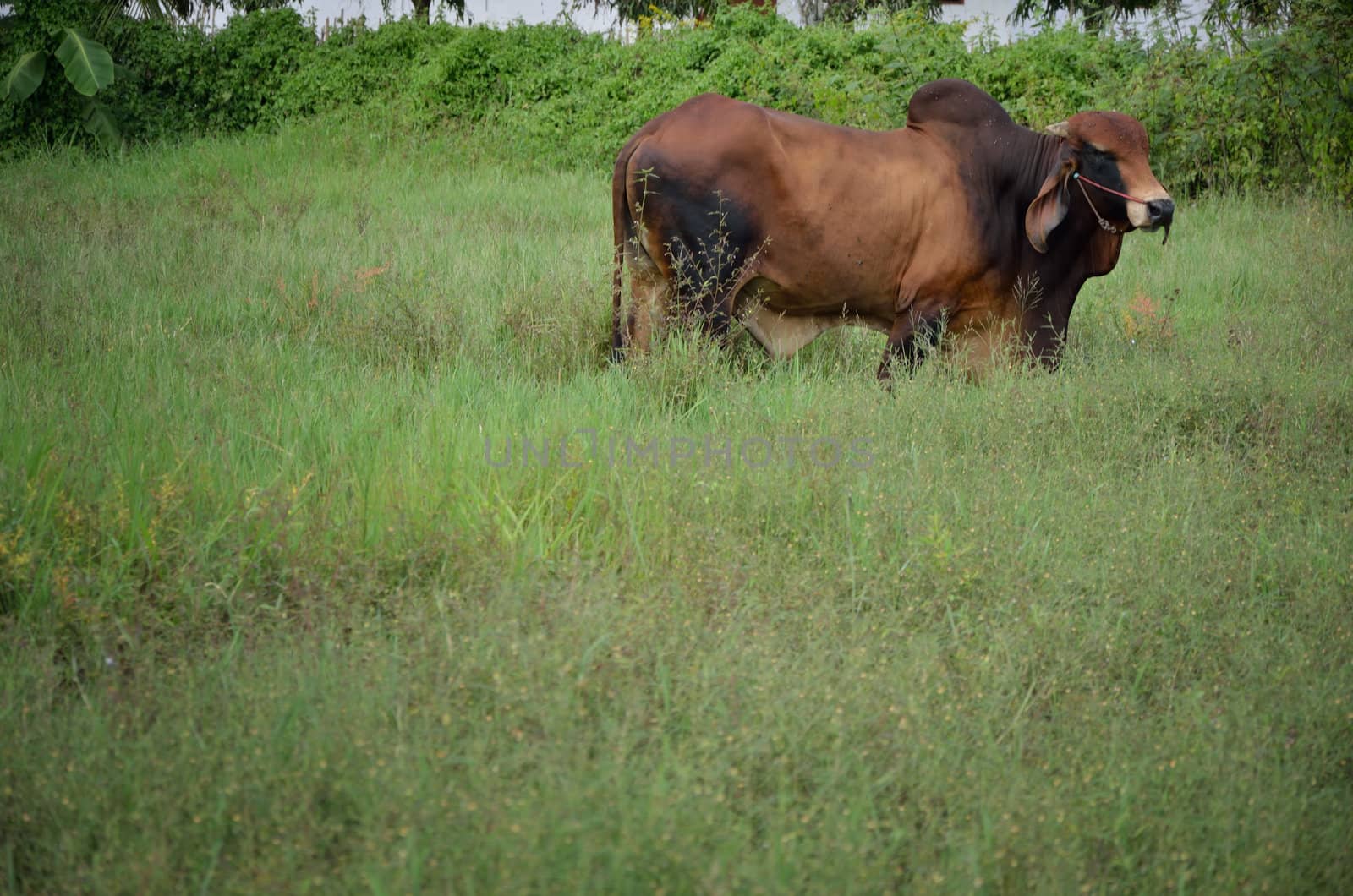 Cow in the field