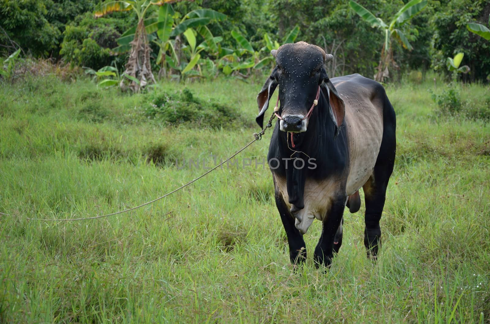 Cow in the field, Farm animal 