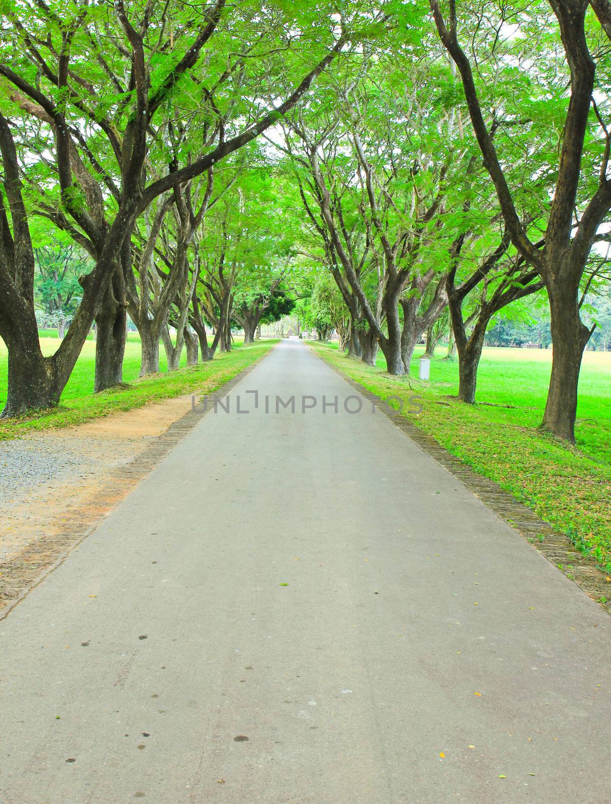 Road through row of green trees