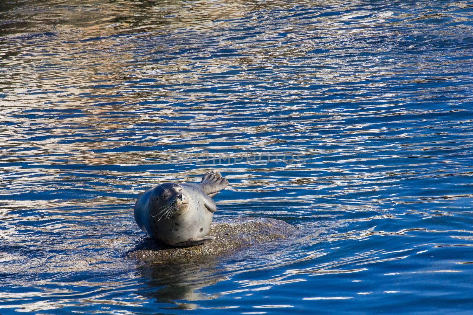 Harbor Seal on a Rock at Monterey Bay, California