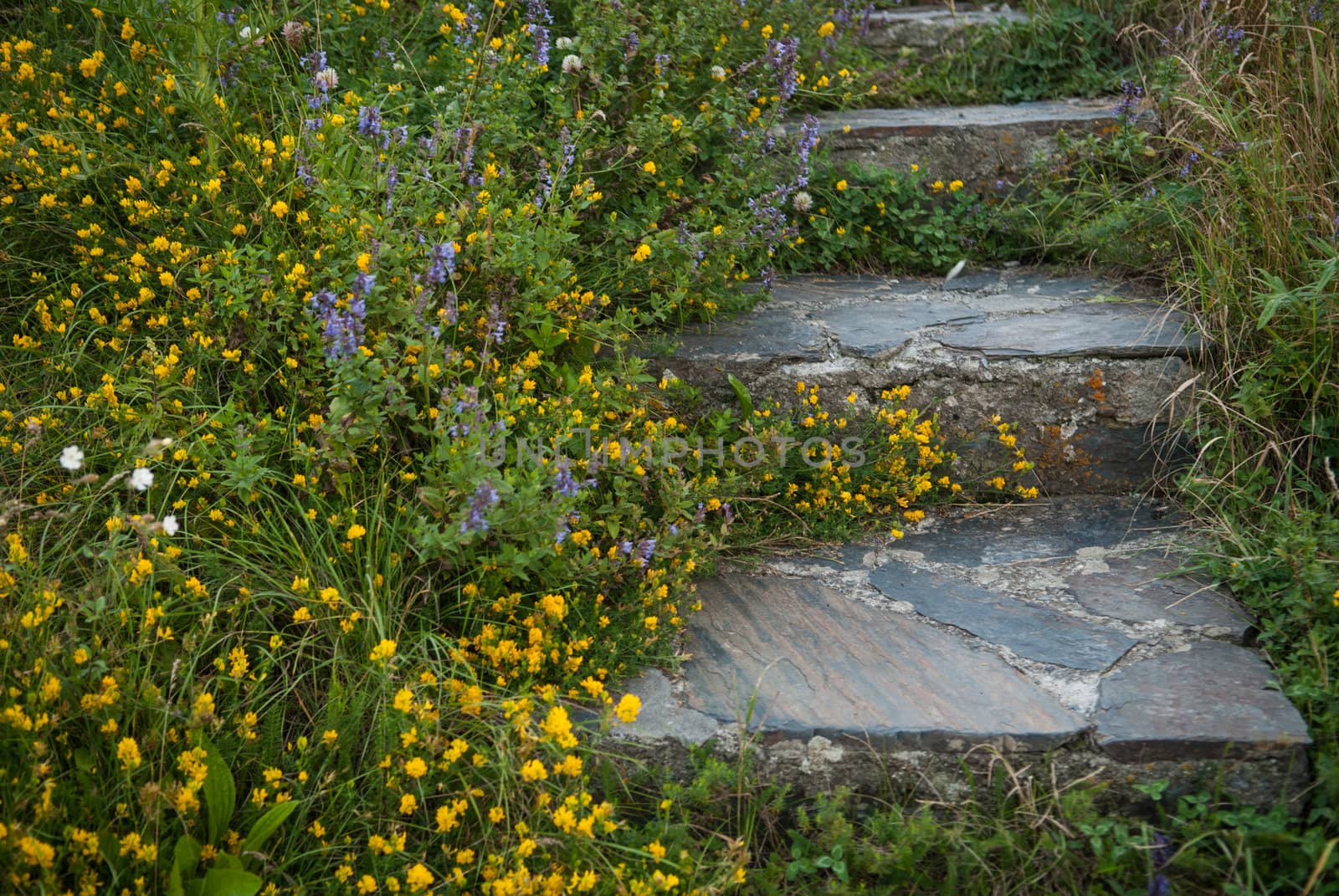 Stairs made of stone surrounded by yellow flowers