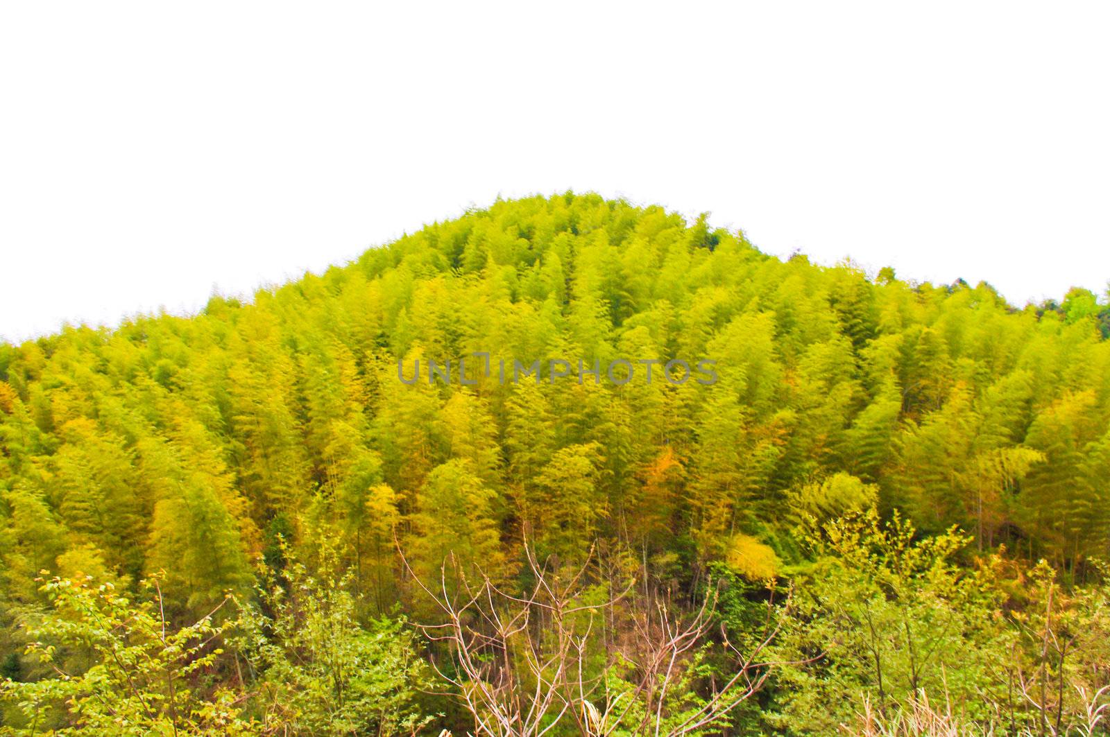 bamboos field at the foot mountain at china