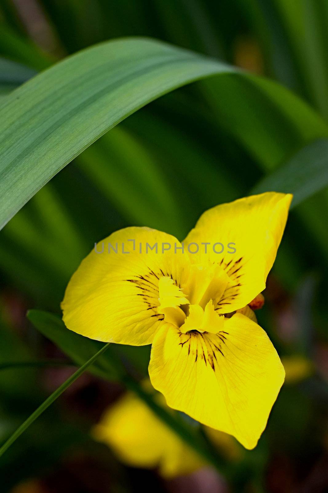 Iris flower by jnerad