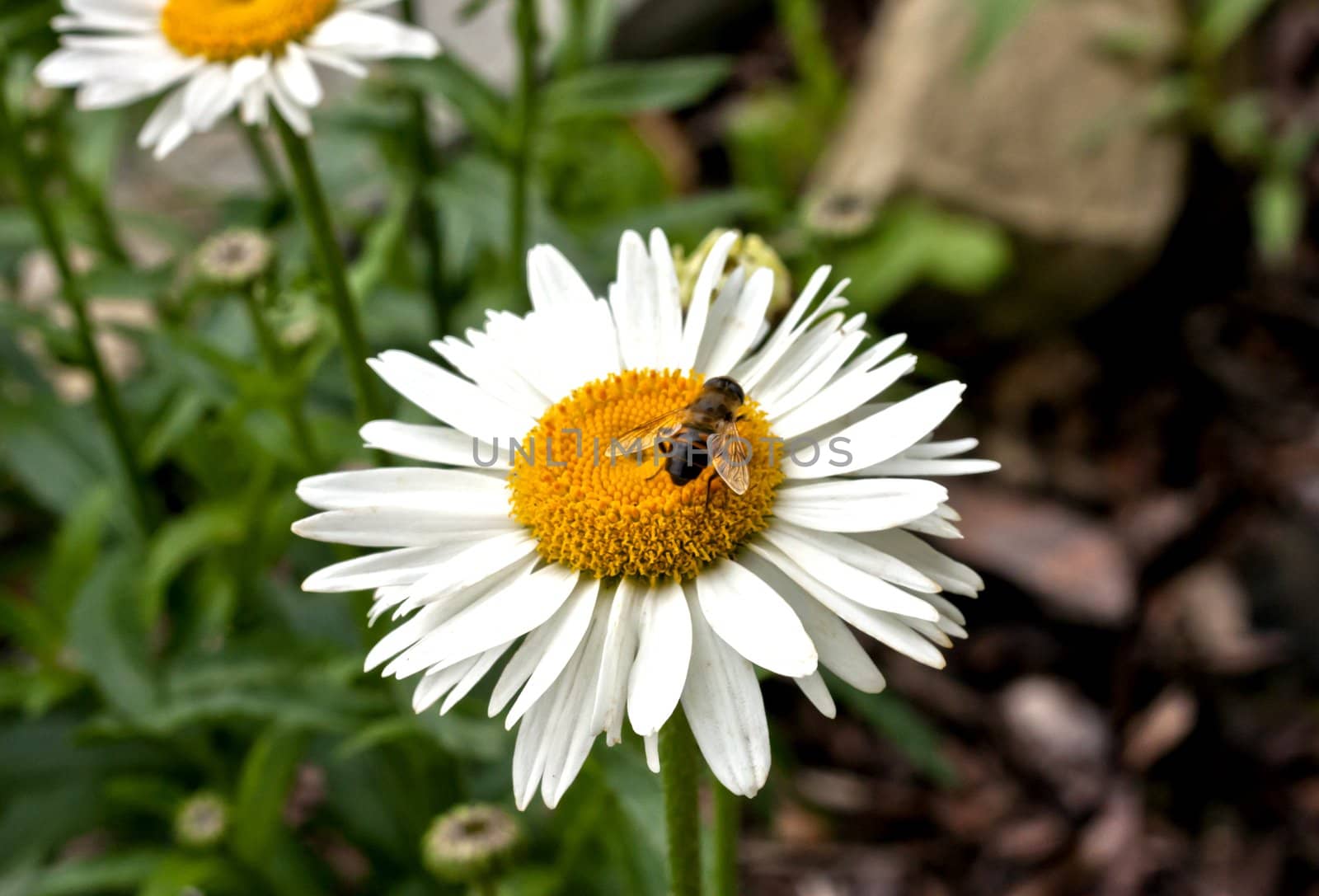 Daisy flower with bee on green field (selective DOF)