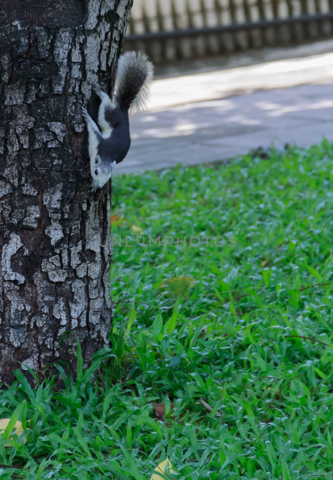 Small Squirrel Climbing Down from the Tree.