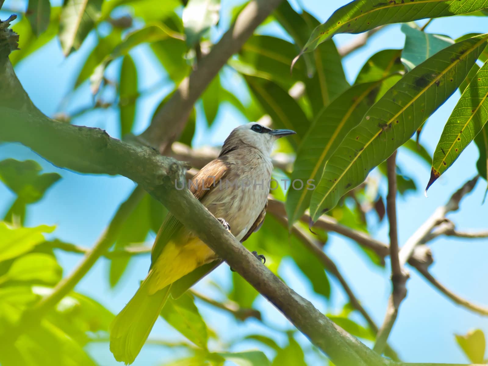 Yellow vented Bulbul  by Exsodus