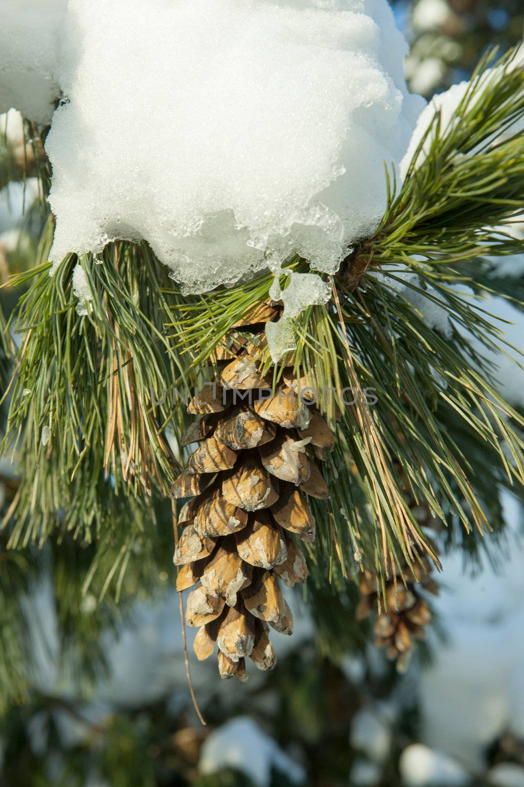Evergreen branch with fir cone in the ferst snow