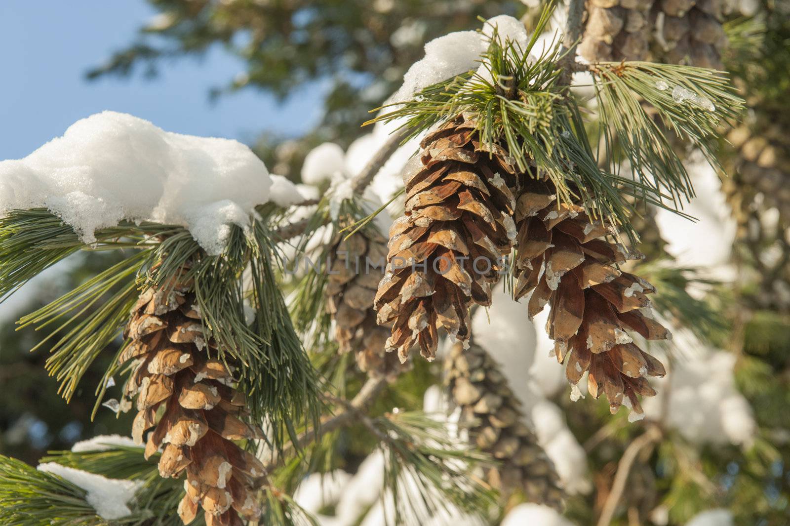 Evergreen branch with fir cones in the ferst snow