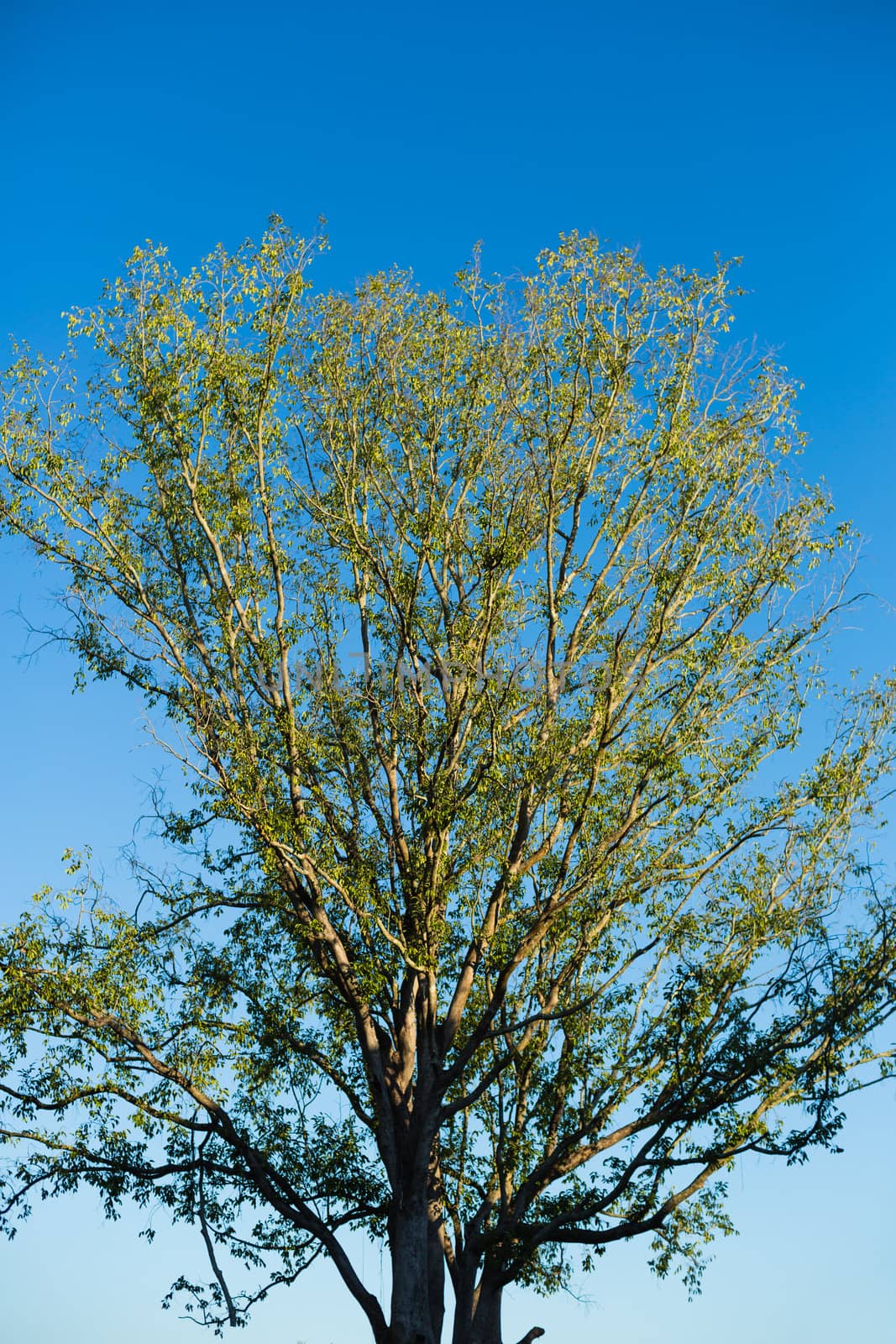 high tree with blue sky in background