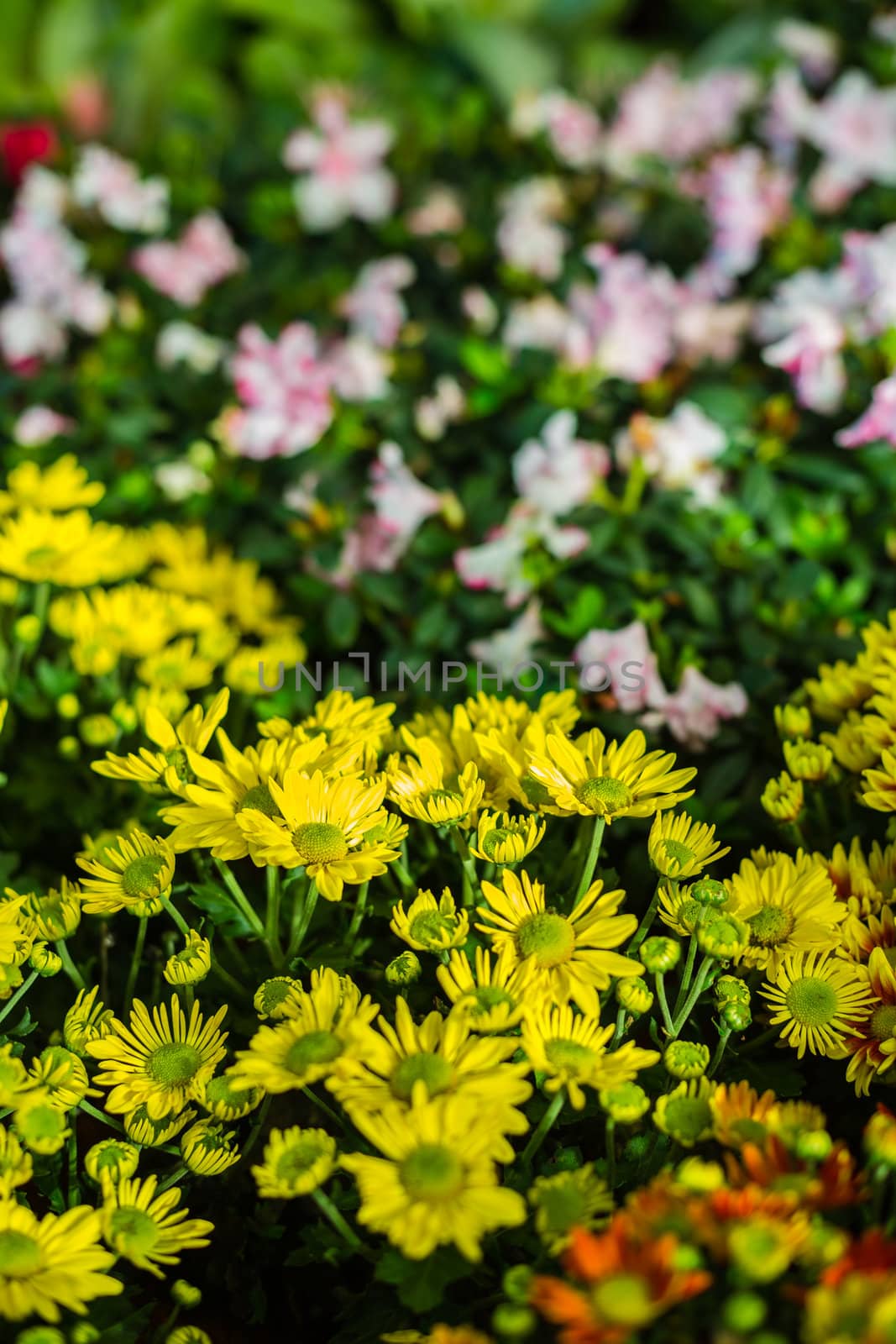 yellow flower in garden and white flower in background