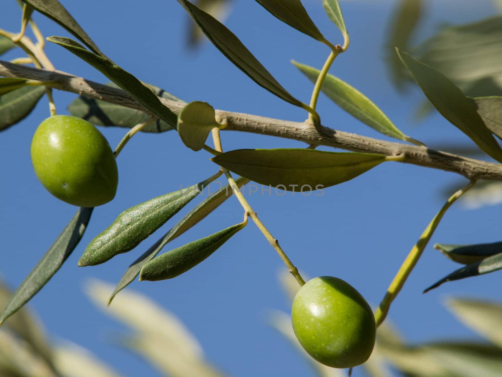 Olive tree with many colorful fruits