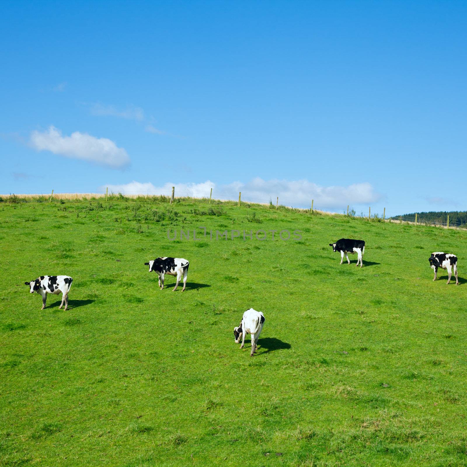 Friesian cattle by naumoid