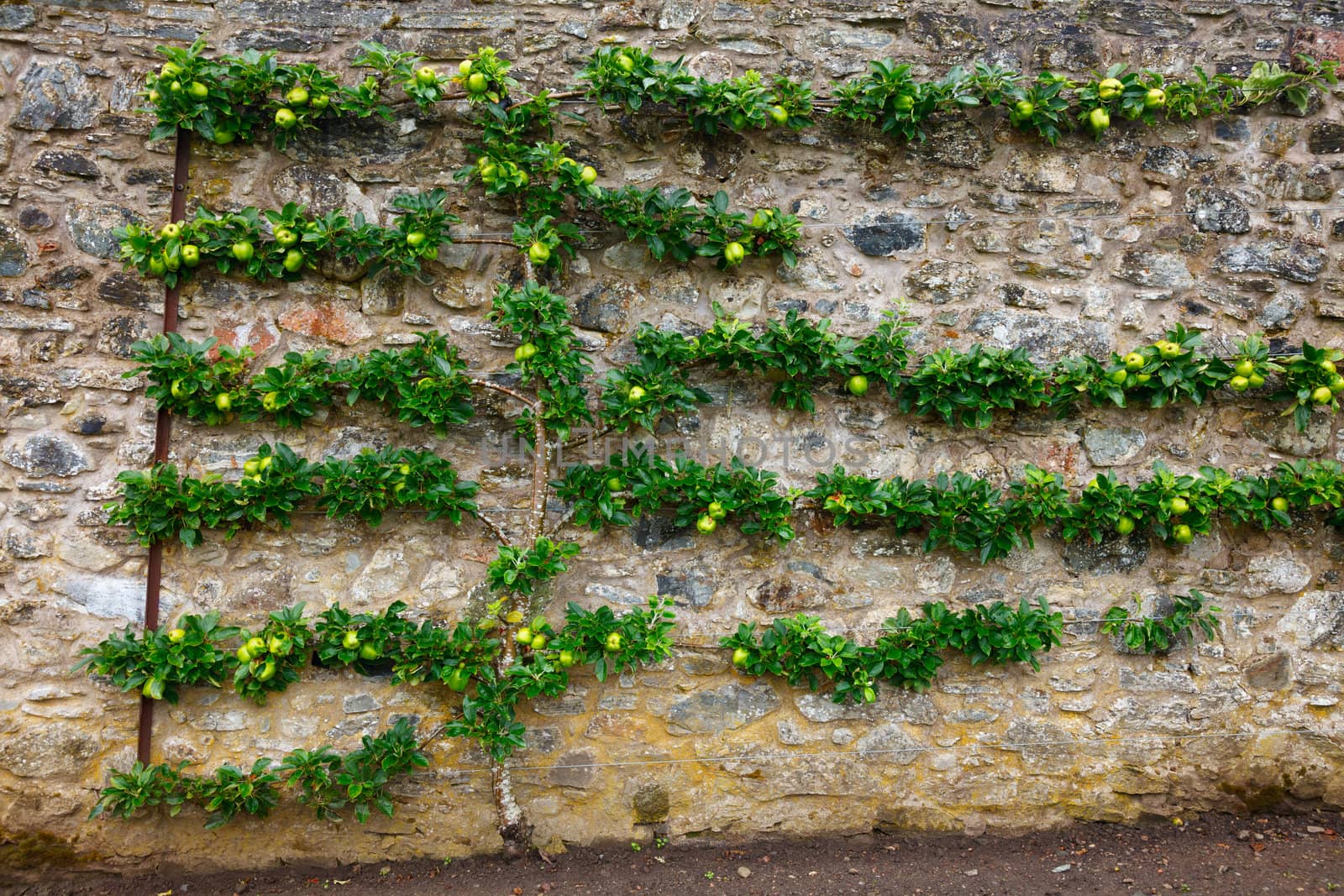 Horizontal espalier fruit tree trained on stone wall
