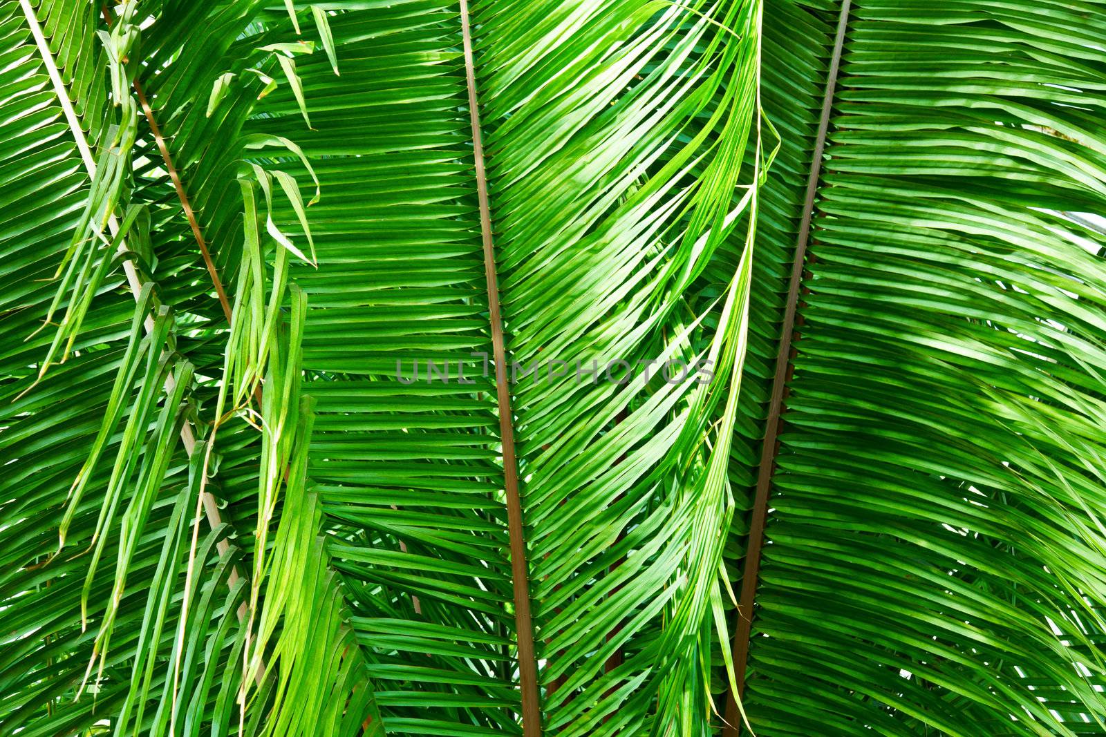 Big fern leaves natural background