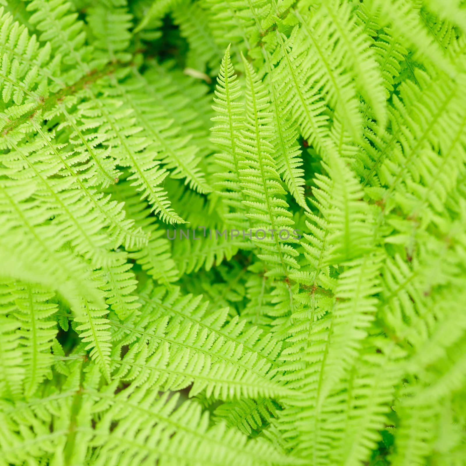 Fern leaves close-up natural background