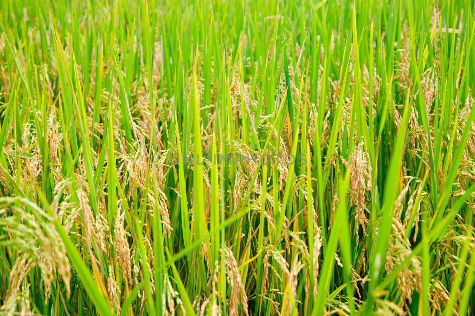 Rice paddy by naumoid