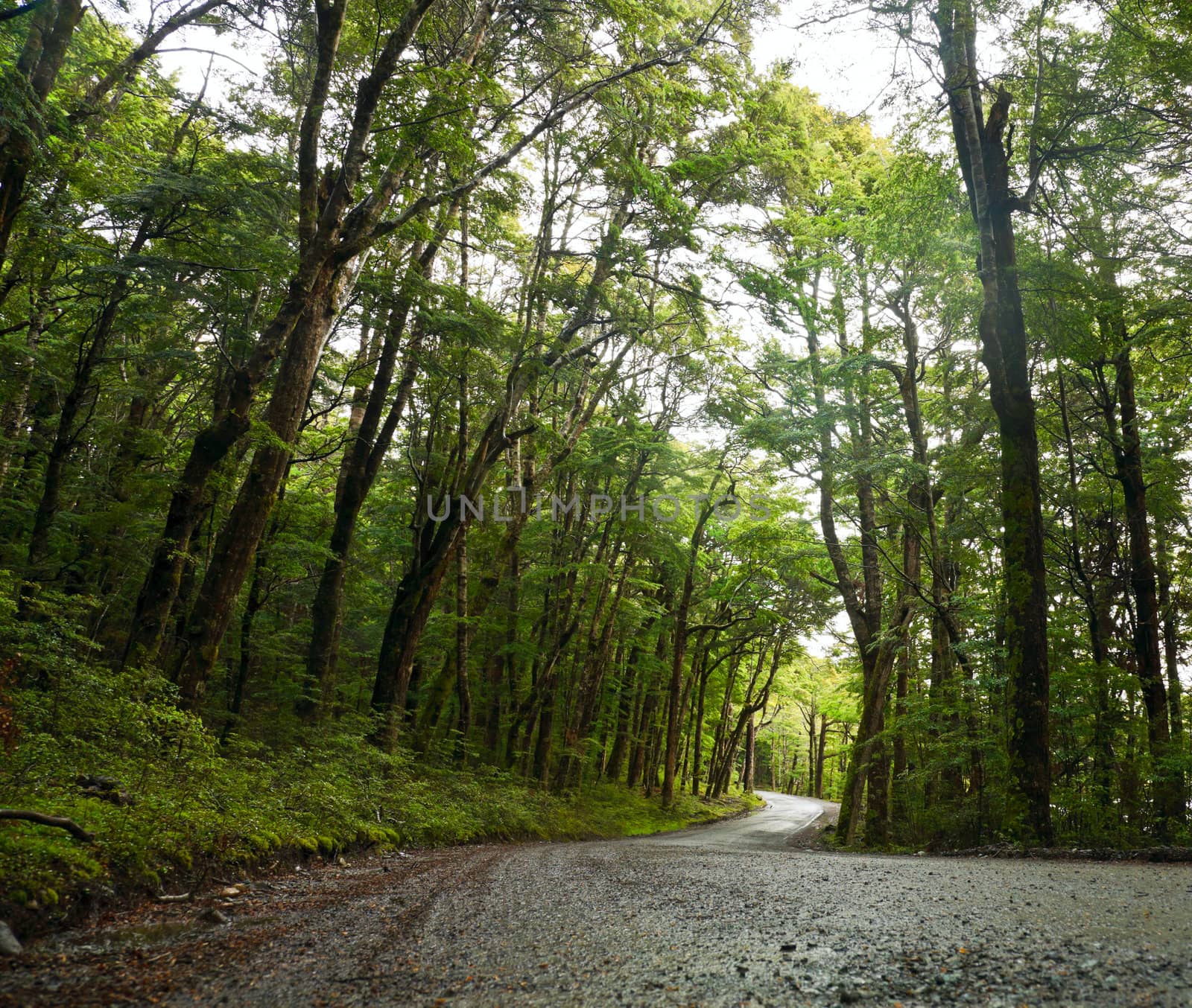 Rainforest road by naumoid