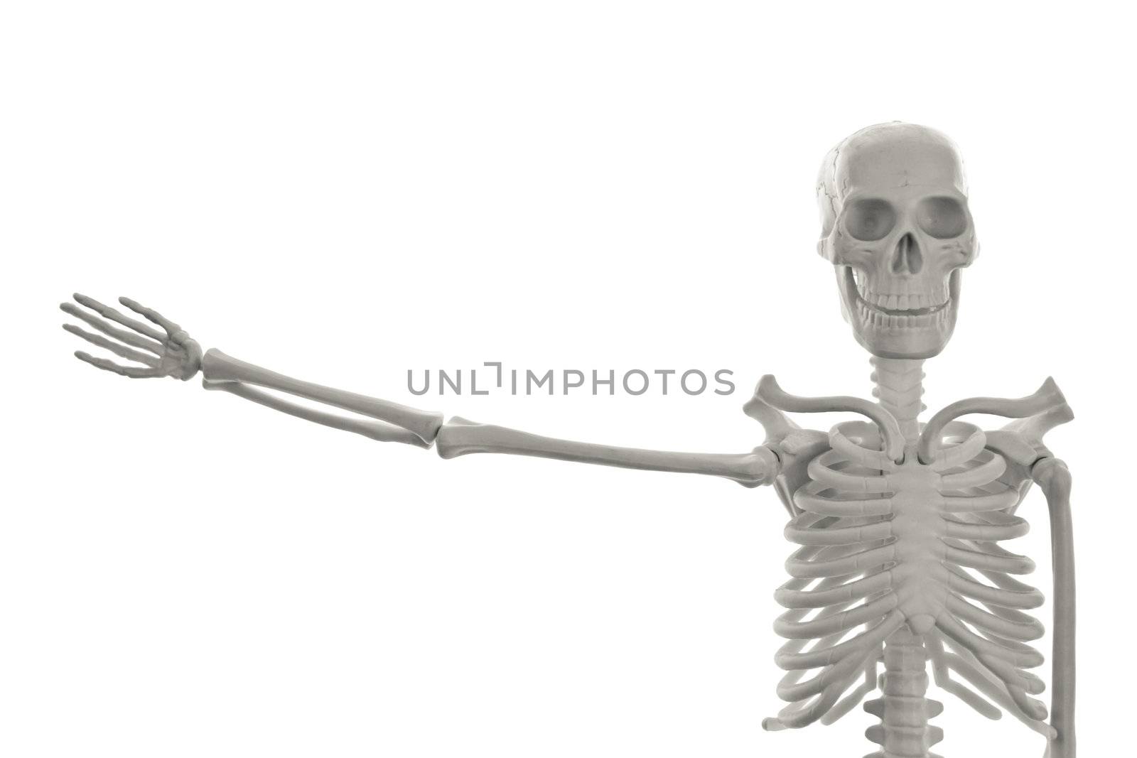 Plastic human skeleton model with outstretched hand on white background