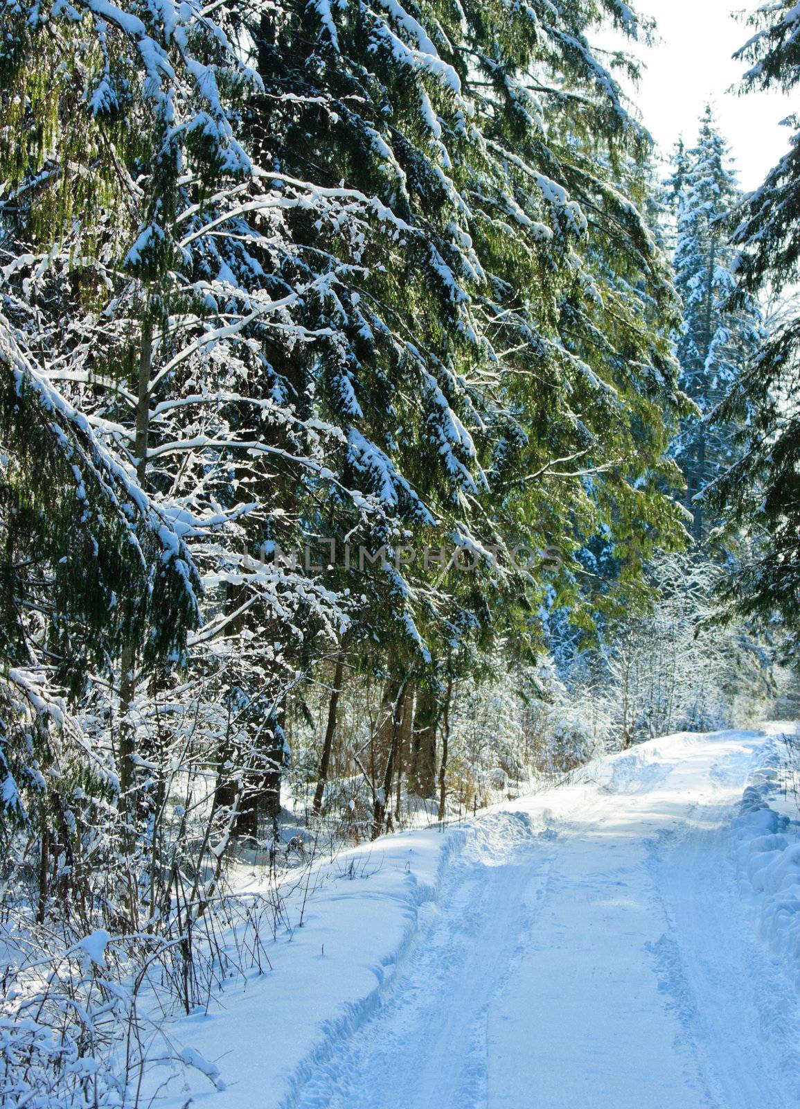 Snowy road at winter forest