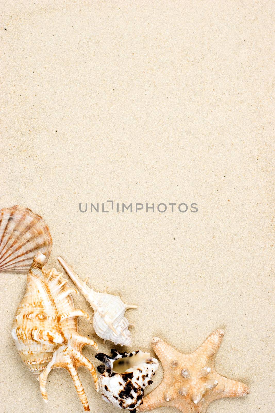 Starfish and shells on sand by naumoid