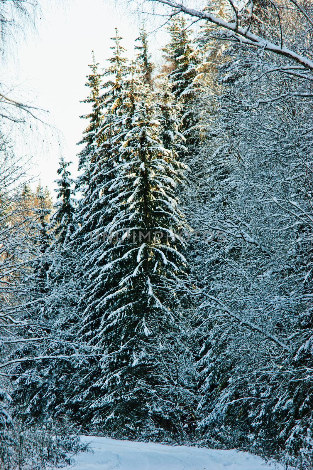 Fir trees covered with snow at winter forest