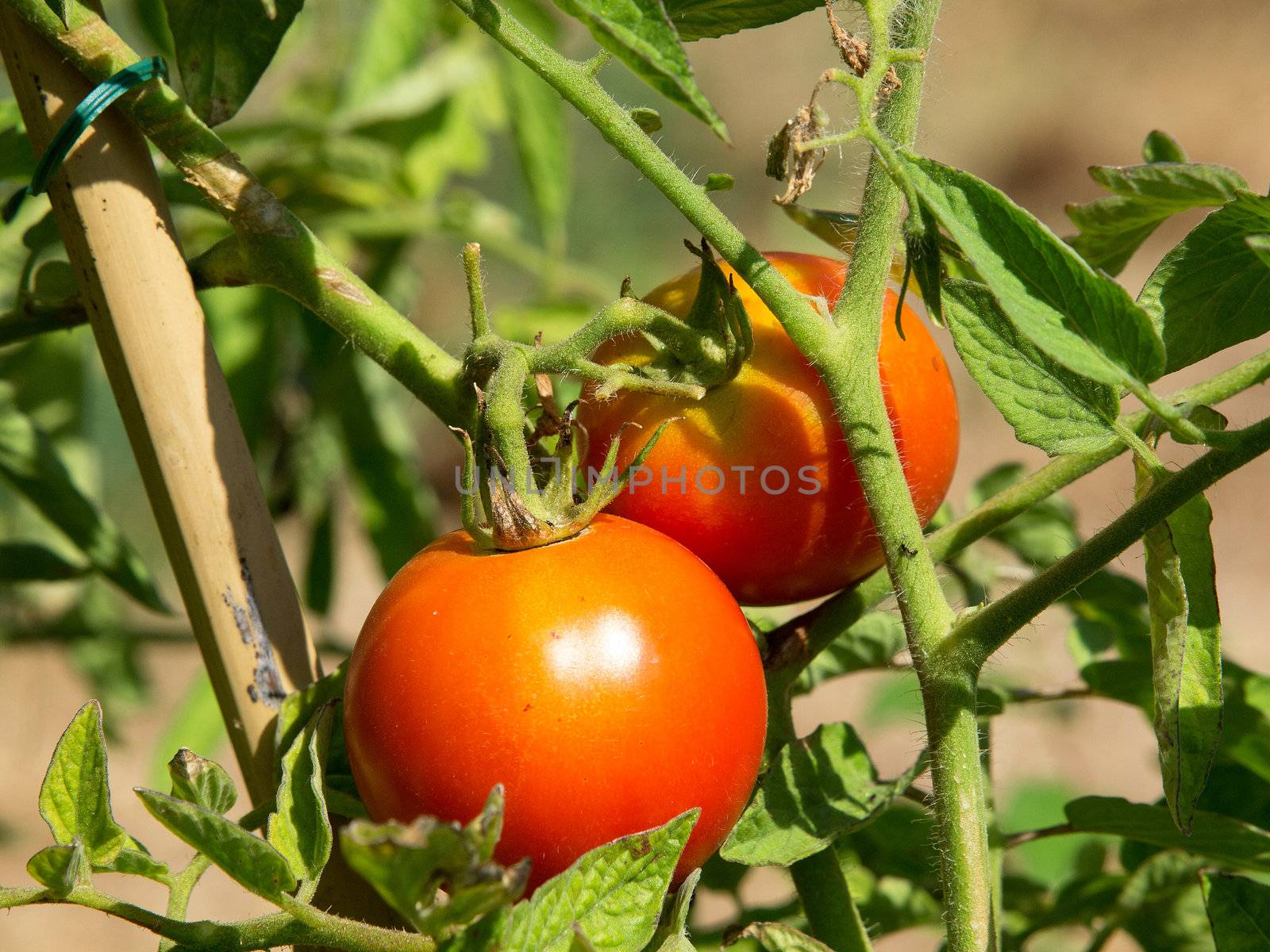red tomatos ready for harvest