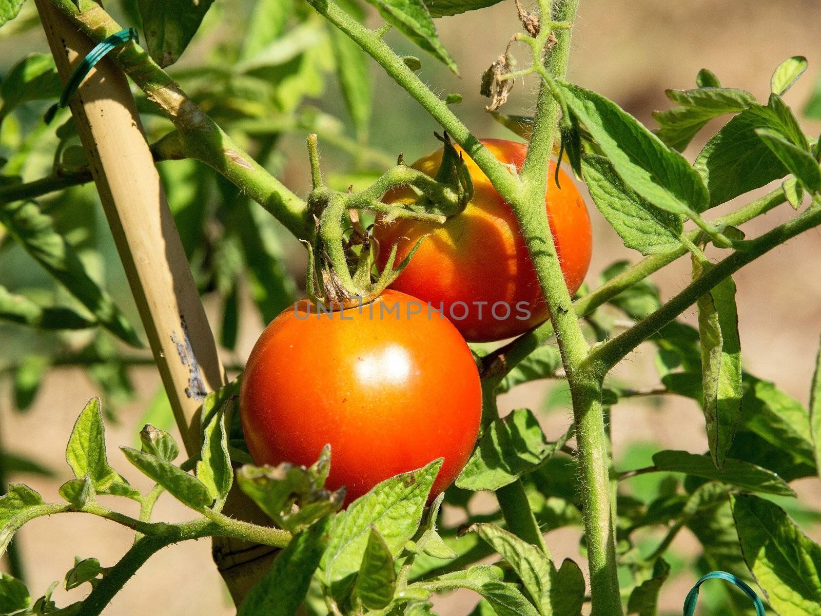 red organic tomatos ready for harvest