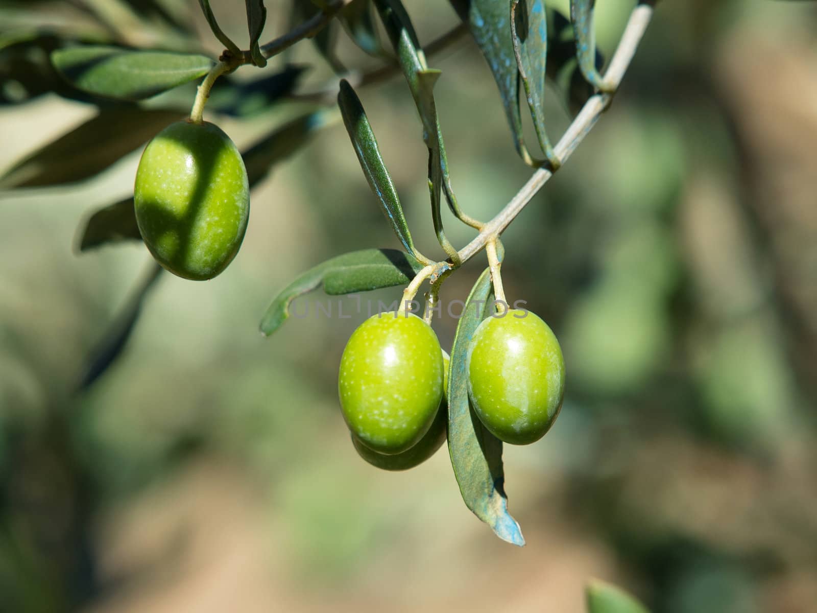 olives by nevenm