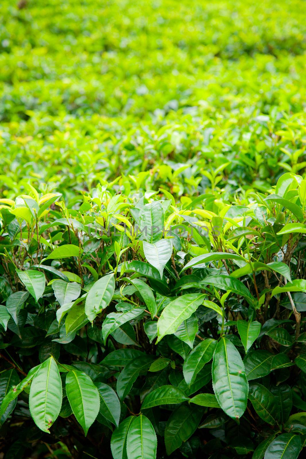 Tea plantation close-up